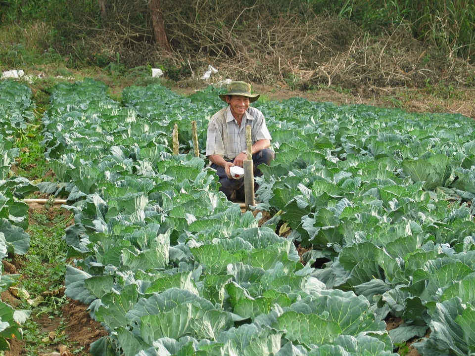 Field farm flower food