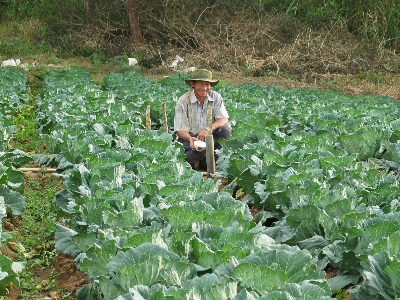 Field farm flower food Photo