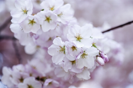 Nature branch blossom plant Photo