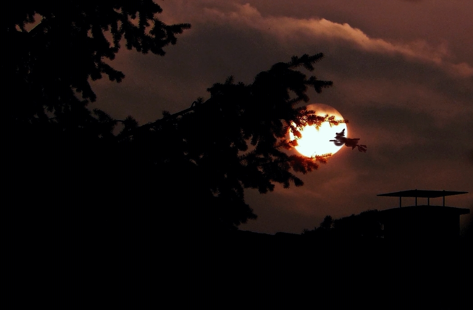 Baum licht wolke himmel