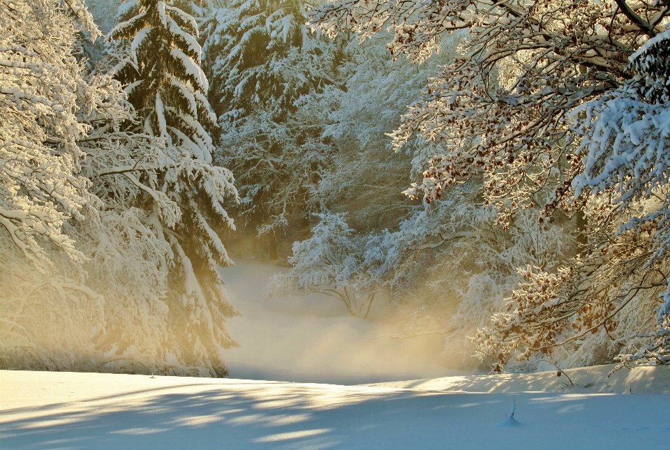 Paesaggio albero natura ramo