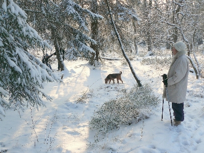 Tree nature forest snow Photo