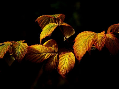 Tree nature branch light Photo