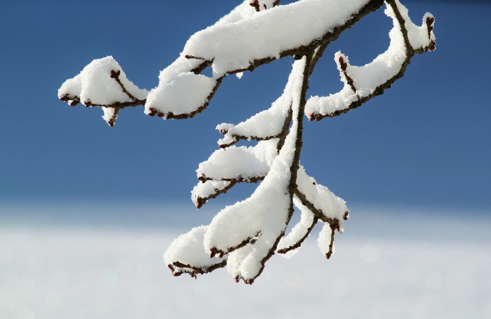 árvore natureza filial neve