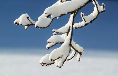 Tree nature branch snow Photo