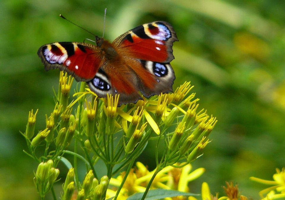 Nature aile usine prairie
