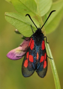 Nature blossom wing plant Photo