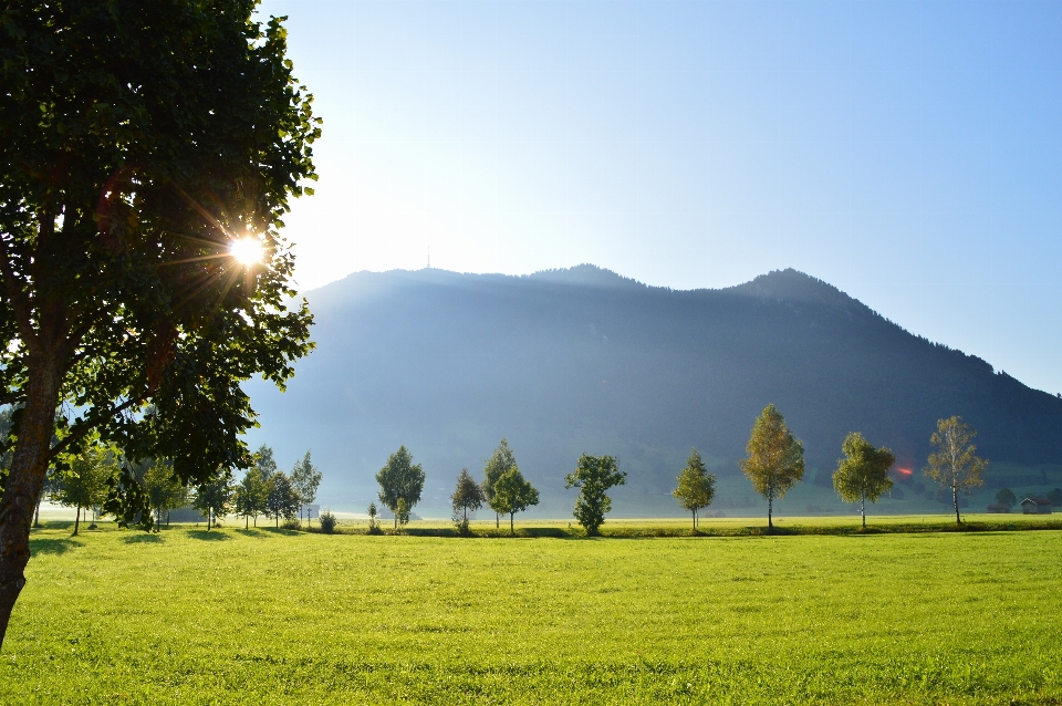 Paysage arbre nature herbe