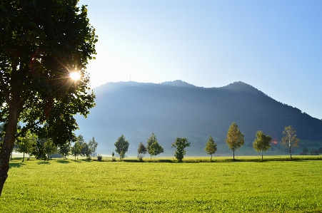 Landscape tree nature grass Photo