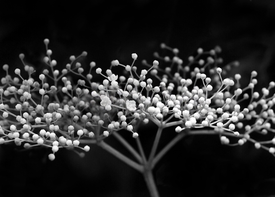 Bifurquer noir et blanc
 usine blanc