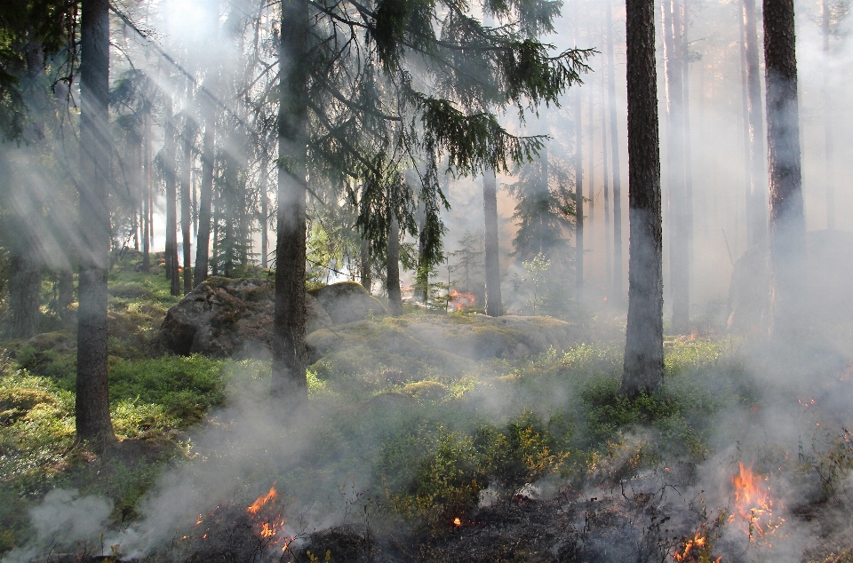 árvore floresta fumaça selva