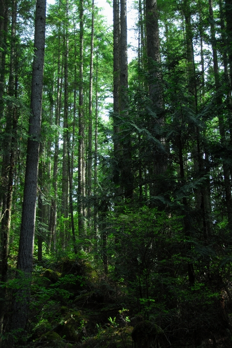 árvore floresta região selvagem
 plantar