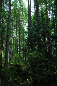 Tree forest wilderness plant Photo