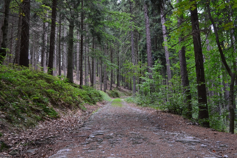 árbol naturaleza bosque camino