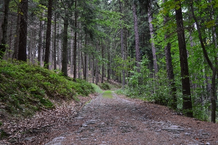 Zdjęcie Drzewo natura las ścieżka