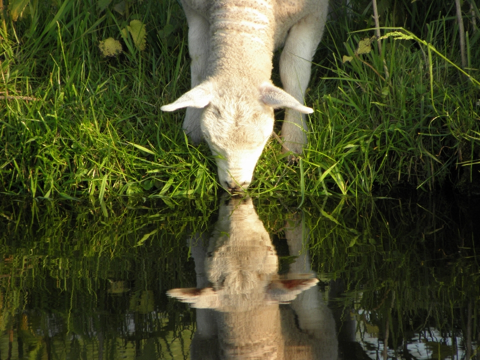 水 花 野生動物 fauna