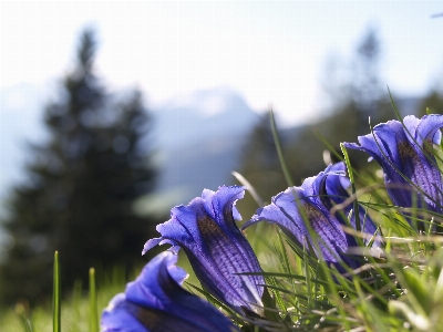 Nature grass blossom plant Photo