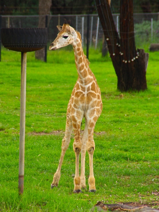 Enfant animal mignon faune