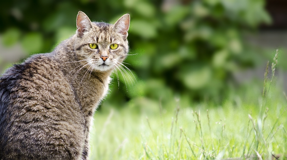 Grass wildlife pet cat