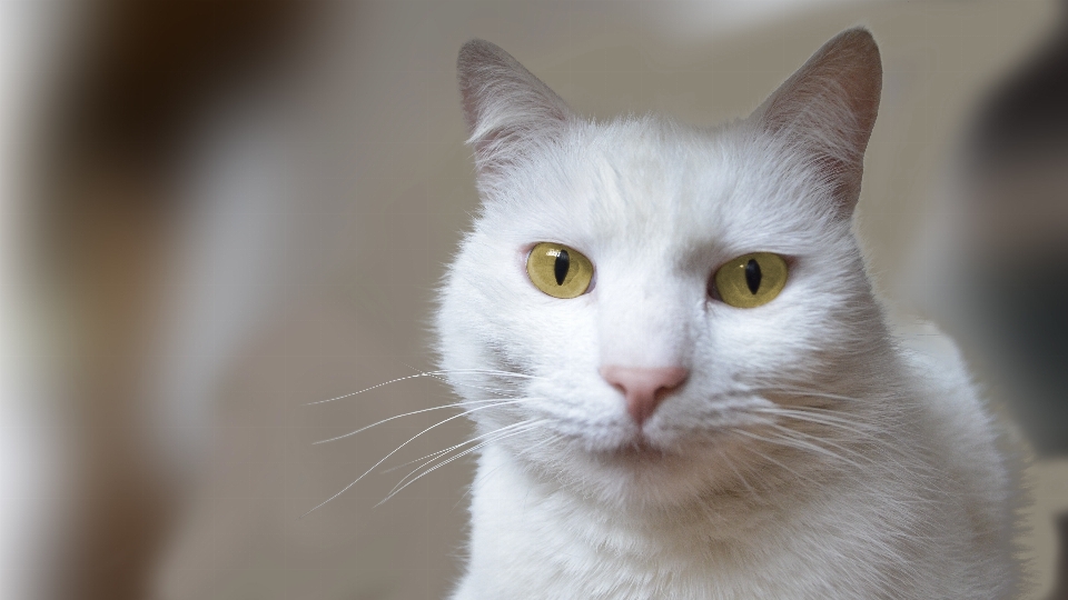 Blanc animal de compagnie chaton chat