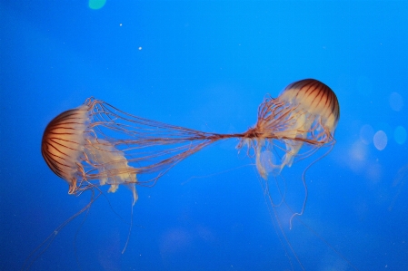 Sea ocean wing animal Photo