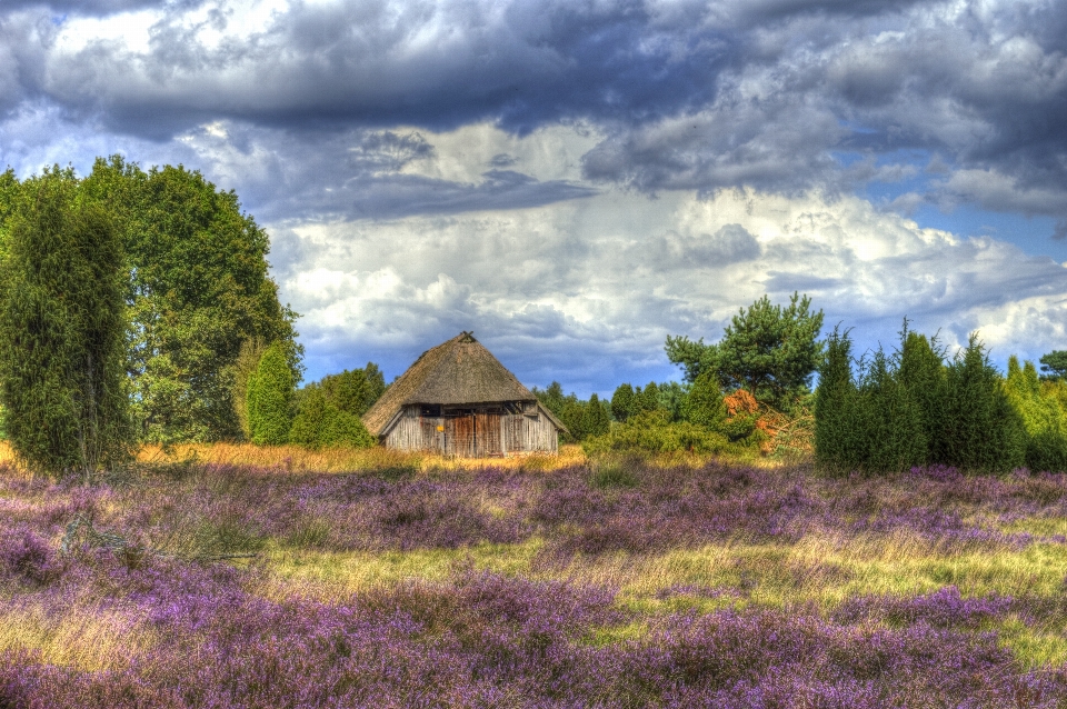 Paysage arbre nature herbe