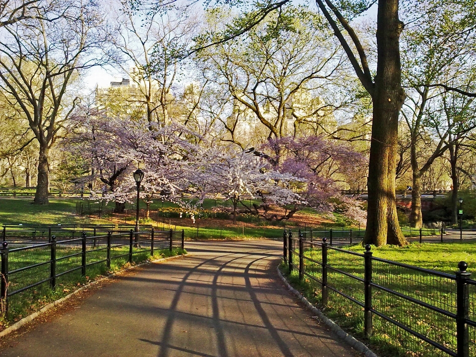 風景 木 草 花