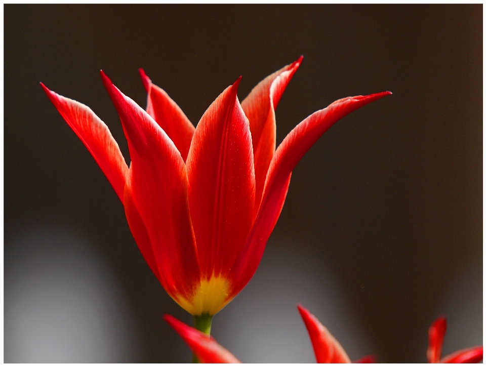 Planta flor pétalo tulipán