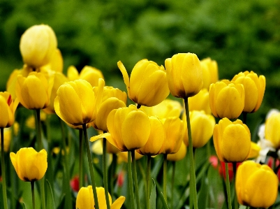 Anlage feld blume blütenblatt Foto