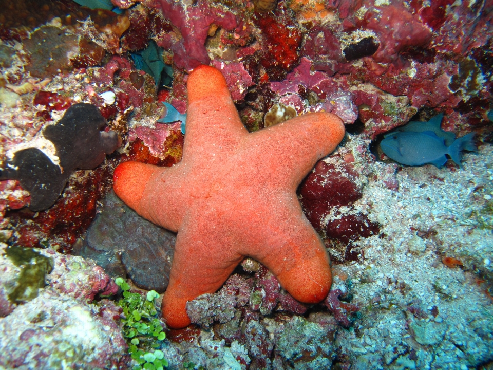 Laut bawah air biologi fauna