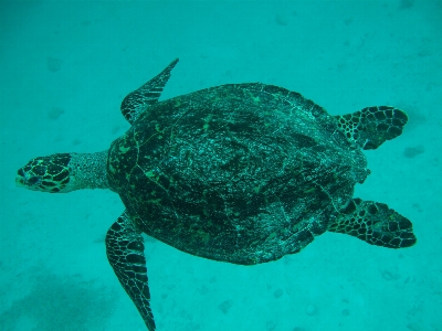 Foto Laut biologi penyu penyu
