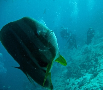 Sea ocean diving underwater Photo