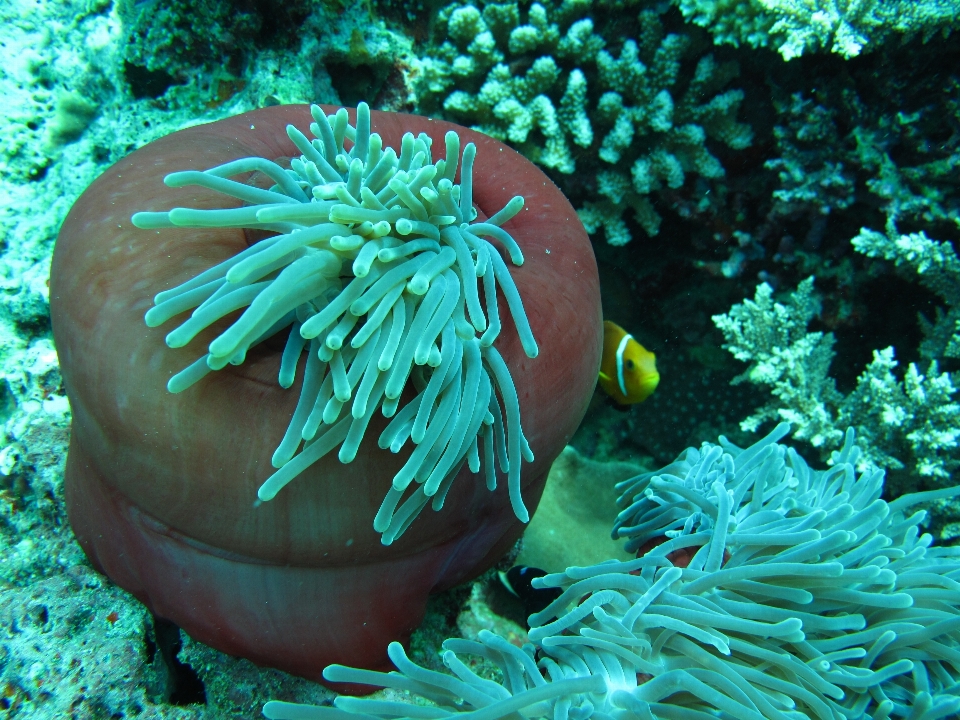 Mar submarino verde biología