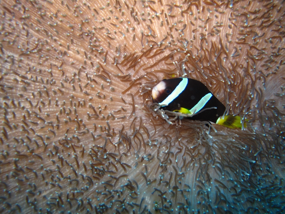 Mer faune sous-marin insecte