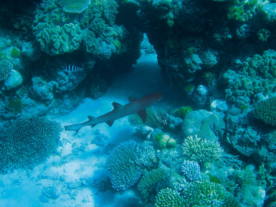 Mer océan plongée sous-marin