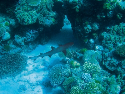 Sea ocean diving underwater Photo