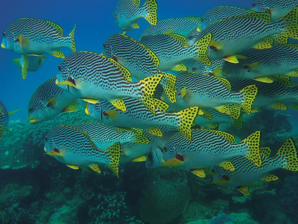 Sea ocean diving underwater