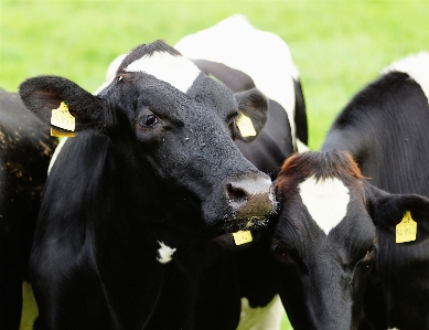 Grass cute summer cow Photo