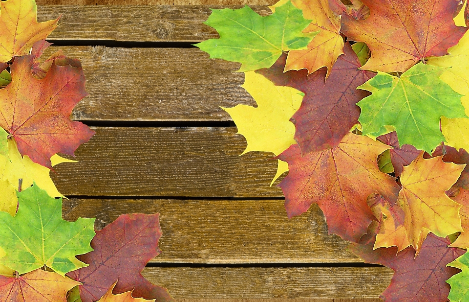 Drzewo natura oddział zakład