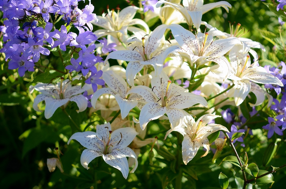 Naturaleza florecer planta blanco