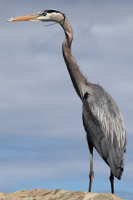 Agua pájaro ala animal