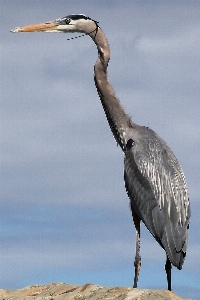 Water bird wing animal Photo