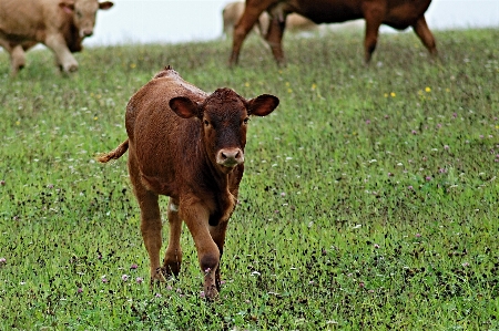 Foto Grama campo fazenda prado
