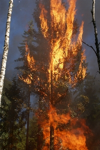 Tree forest smoke reflection Photo