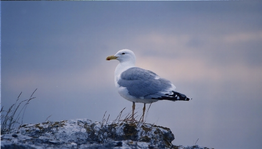 Sea bird sunset seabird Photo