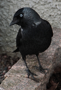 Bird city wildlife beak Photo