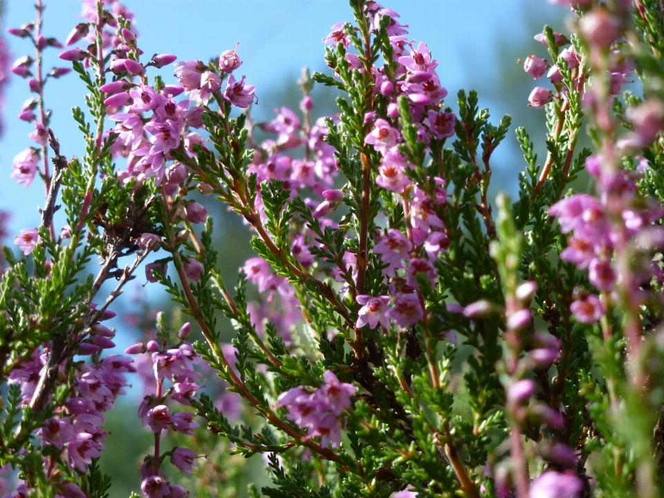 Natureza florescer plantar flor