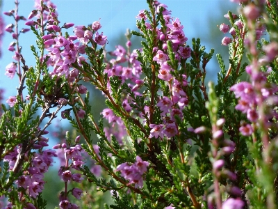 Nature blossom plant flower Photo