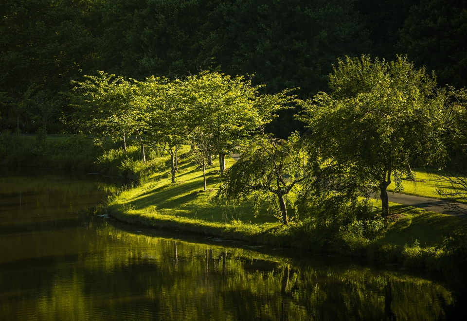 Paysage arbre nature forêt