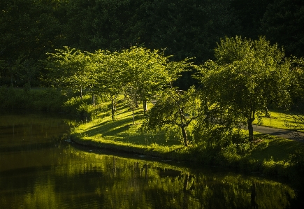 Landscape tree nature forest Photo